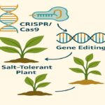 کریسپر (CRISPR/Cas9) انقلابی در مهندسی ژنتیک و کاربردهای آن در تولید گیاهان مقاوم به شوری