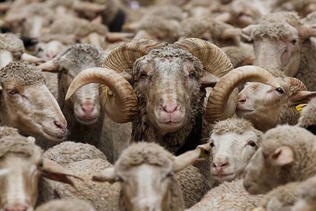 مفهوم «قسری » در علوم دامی: چالش‌ها و راهکارهای مدیریتی