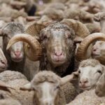 مفهوم «قسری » در علوم دامی: چالش‌ها و راهکارهای مدیریتی