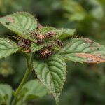 گیاهان در برابر استرسهای زیستی چگونه از خود دفاع میکنند؟ گیاهان در برابر استرسهای زیستی چگونه از خود دفاع میکنند؟