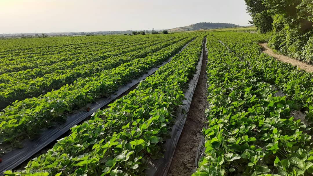  شرکت سینا رویش