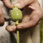 آیا شقایق الیفرا  برای تولید مورفین مناسب است ؟