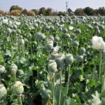 حقایقی در مورد بایدها و نبایدهای کاشت خشخاش در ایران